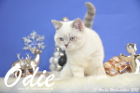 Odie ist 13 Wochen alt geworden ( Weihnachten 2015)