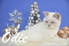 Odie ist 13 Wochen alt geworden ( Weihnachten 2015)