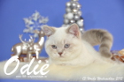 Odie ist 13 Wochen alt geworden ( Weihnachten 2015)