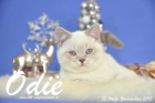 Odie ist 13 Wochen alt geworden ( Weihnachten 2015)