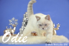 Odie ist 13 Wochen alt geworden ( Weihnachten 2015)