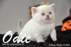 Odie ist 4 Wochen alt geworden (17.10.2015)