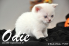 Odie ist 4 Wochen alt geworden (17.10.2015)