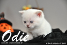 Odie ist 4 Wochen alt geworden (17.10.2015)