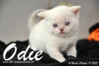 Odie ist 4 Wochen alt geworden (17.10.2015)