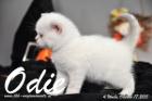 Odie ist 4 Wochen alt geworden (17.10.2015)