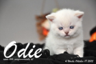 Odie ist 4 Wochen alt geworden (17.10.2015)