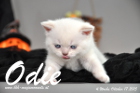 Odie ist 4 Wochen alt geworden (17.10.2015)