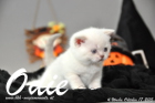 Odie ist 4 Wochen alt geworden (17.10.2015)