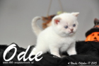Odie ist 4 Wochen alt geworden (17.10.2015)