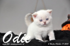 Odie ist 4 Wochen alt geworden (17.10.2015)