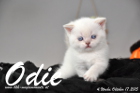 Odie ist 4 Wochen alt geworden (17.10.2015)