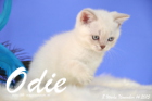 Odie ist 8 Wochen alt geworden (14.11.2015)