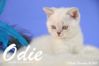 Odie ist 8 Wochen alt geworden (14.11.2015)