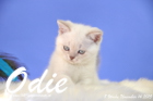 Odie ist 8 Wochen alt geworden (14.11.2015)