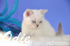 Odie ist 8 Wochen alt geworden (14.11.2015)