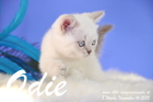Odie ist 8 Wochen alt geworden (14.11.2015)
