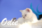 Odie ist 8 Wochen alt geworden (14.11.2015)
