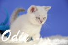 Odie ist 8 Wochen alt geworden (14.11.2015)
