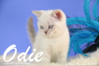 Odie ist 8 Wochen alt geworden (14.11.2015)