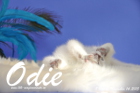Odie ist 8 Wochen alt geworden (14.11.2015)