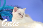 Odie ist 8 Wochen alt geworden (14.11.2015)