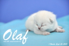 Olaf ist 1 Woche alt geworden (26.09.2015)