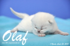 Olaf ist 1 Woche alt geworden (26.09.2015)
