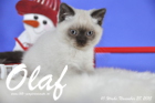 Olaf ist bereits 10 Wochen alt geworden ( 28.11.2015 )