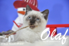 Olaf ist bereits 10 Wochen alt geworden ( 28.11.2015 )