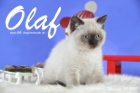Olaf ist bereits 10 Wochen alt geworden ( 28.11.2015 )