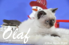 Olaf ist bereits 10 Wochen alt geworden ( 28.11.2015 )