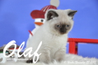 Olaf ist bereits 10 Wochen alt geworden ( 28.11.2015 )