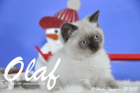 Olaf ist bereits 10 Wochen alt geworden ( 28.11.2015 )