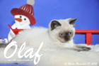 Olaf ist bereits 10 Wochen alt geworden ( 28.11.2015 )