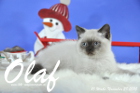 Olaf ist bereits 10 Wochen alt geworden ( 28.11.2015 )
