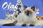 Olaf ist 13 Wochen alt geworden ( Weihnachten 2015)