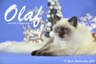 Olaf ist 13 Wochen alt geworden ( Weihnachten 2015)