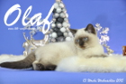 Olaf ist 13 Wochen alt geworden ( Weihnachten 2015)
