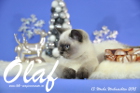 Olaf ist 13 Wochen alt geworden ( Weihnachten 2015)