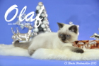 Olaf ist 13 Wochen alt geworden ( Weihnachten 2015)