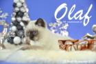 Olaf ist 13 Wochen alt geworden ( Weihnachten 2015)