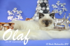 Olaf ist 13 Wochen alt geworden ( Weihnachten 2015)