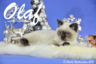 Olaf ist 13 Wochen alt geworden ( Weihnachten 2015)