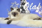 Olaf ist 13 Wochen alt geworden ( Weihnachten 2015)