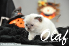 Olaf ist 4 Wochen alt geworden (17.10.2015)