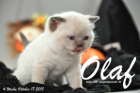 Olaf ist 4 Wochen alt geworden (17.10.2015)