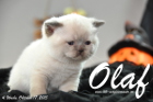 Olaf ist 4 Wochen alt geworden (17.10.2015)