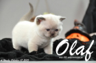 Olaf ist 4 Wochen alt geworden (17.10.2015)