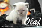 Olaf ist 4 Wochen alt geworden (17.10.2015)